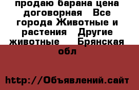 продаю барана цена договорная - Все города Животные и растения » Другие животные   . Брянская обл.